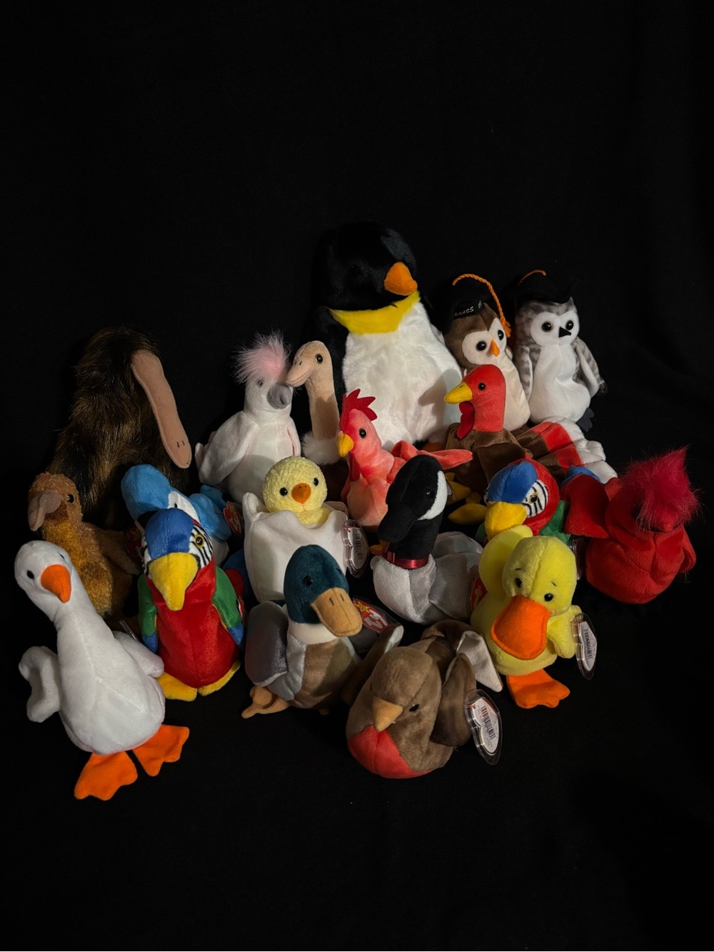TY Beanie Babies Bird Collection Mint Condition all with tags 1990s Lot of 19